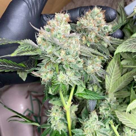 Big Bud 1 Klon 1 by KilliczGe growlog timeline photo