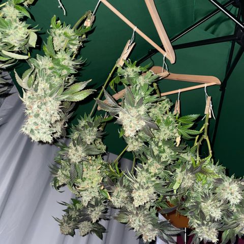 Big Bud 1 Klon 1 by KilliczGe growlog timeline photo