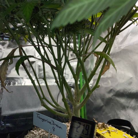 Tangerine Dream Clon #1 by KilliczGe growlog timeline photo