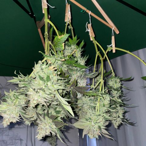 Big Bud 1 Klon 1 by KilliczGe growlog timeline photo