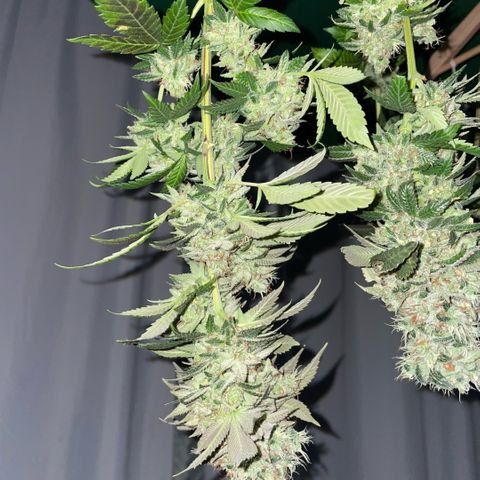 Big Bud 1 Klon 1 by KilliczGe growlog timeline photo