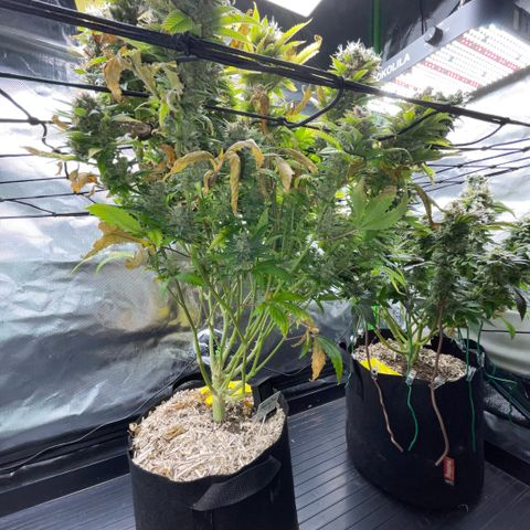 Tangerine Dream Clon #1 by KilliczGe growlog timeline photo