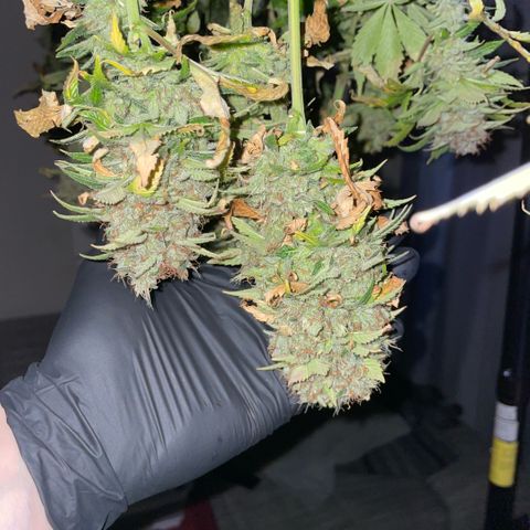 Tangerine Dream Clon #1 by KilliczGe growlog timeline photo