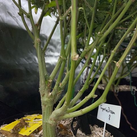 Tangerine Dream Clon #1 by KilliczGe growlog timeline photo