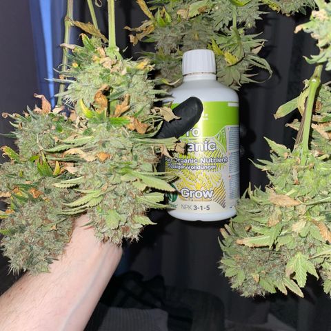 Tangerine Dream Clon #1 by KilliczGe growlog timeline photo