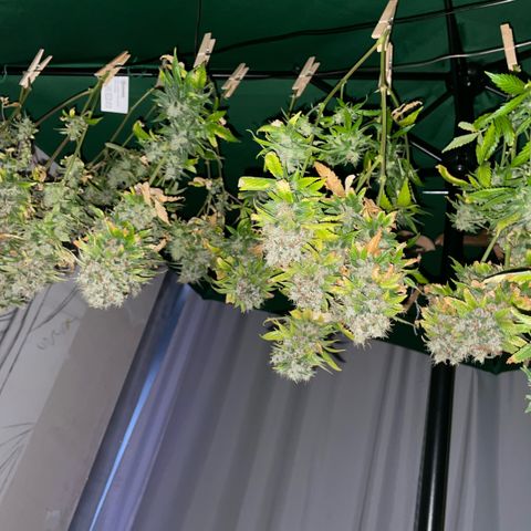 Tangerine Dream Clon #1 by KilliczGe growlog timeline photo