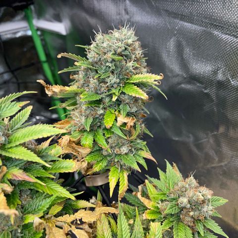 Tangerine Dream Clon #1 by KilliczGe growlog timeline photo