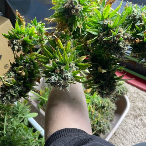 Tangerine Dream Clon #1 by KilliczGe growlog timeline photo