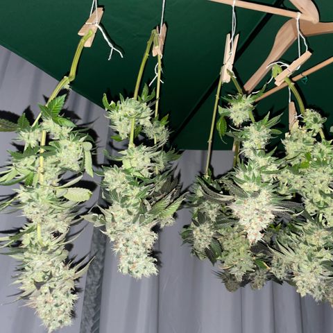 Big Bud 1 Klon 1 by KilliczGe growlog timeline photo