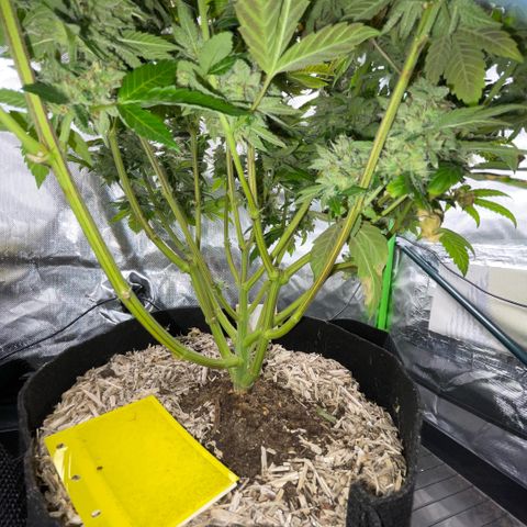 Big Bud 1 Klon 1 by KilliczGe growlog timeline photo