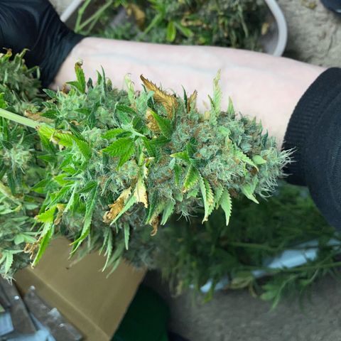 Tangerine Dream Clon #1 by KilliczGe growlog timeline photo