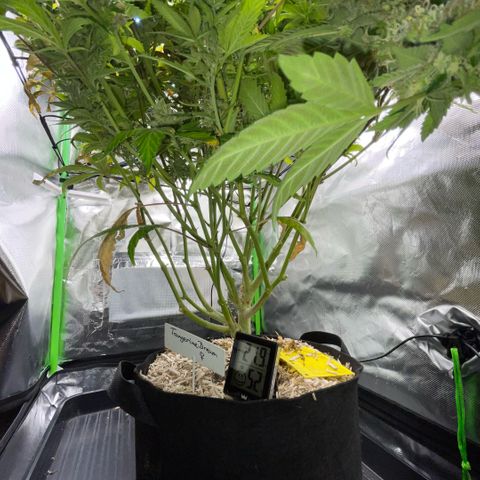 Tangerine Dream Clon #1 by KilliczGe growlog timeline photo