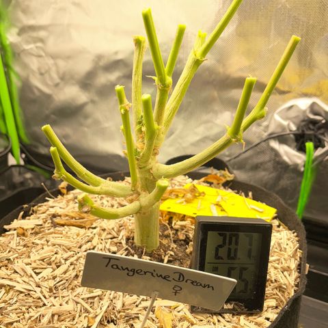 Tangerine Dream Clon #1 by KilliczGe growlog timeline photo