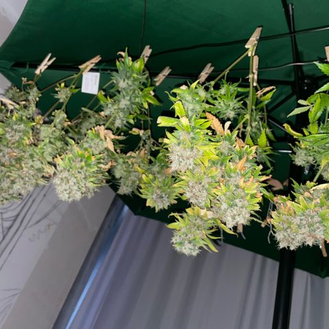 Tangerine Dream Clon #1 by KilliczGe growlog timeline photo