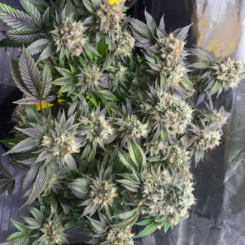 Big Bud 1 Klon 1 by KilliczGe growlog timeline photo