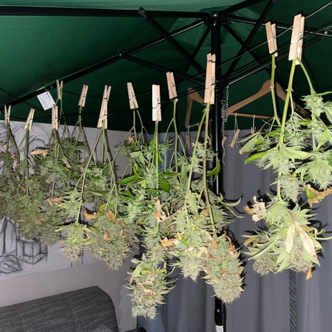 Tangerine Dream Clon #1 by KilliczGe growlog timeline photo