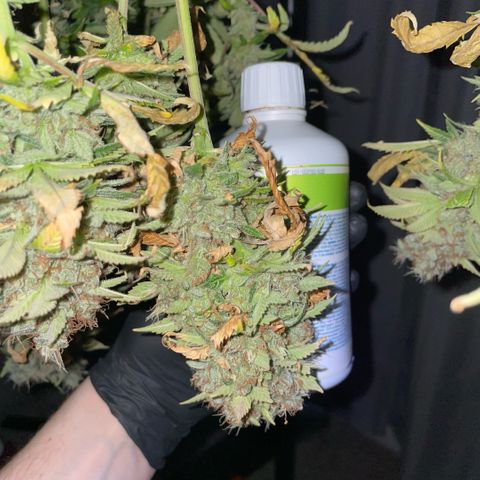 Tangerine Dream Clon #1 by KilliczGe growlog timeline photo