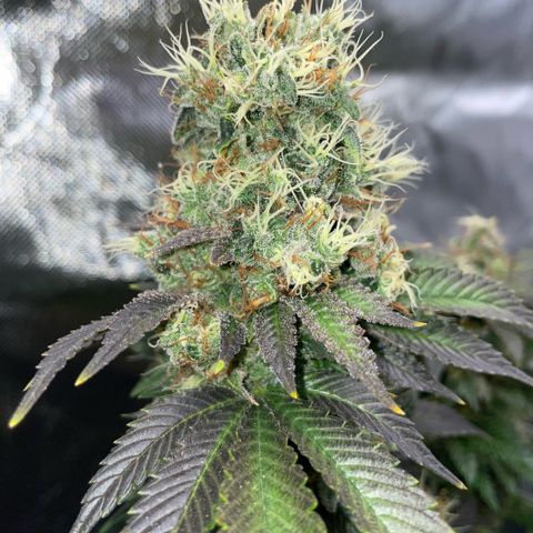 Big Bud 1 Klon 1 by KilliczGe growlog timeline photo