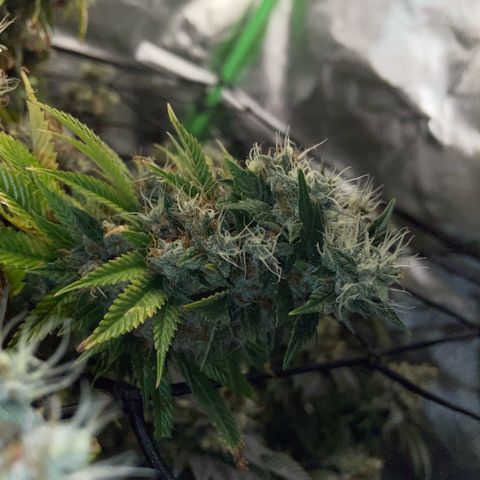 Tangerine Dream Clon #1 by KilliczGe growlog timeline photo