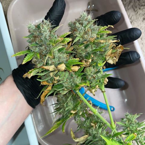 Tangerine Dream Clon #1 by KilliczGe growlog timeline photo