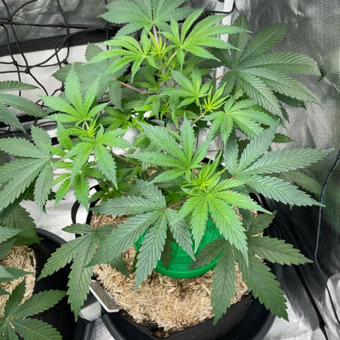 Special Kush 1 - GwJ Community Award Winning Celebration Grow Part 2 -The Price - by KilliczGe growlog timeline photo