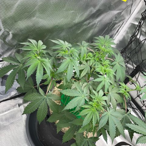 Critical Kush - GwJ Community Award Winning Celebration Grow Part 1 - The Winner - by KilliczGe growlog timeline photo
