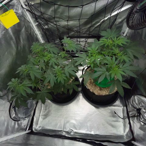 Critical Kush - GwJ Community Award Winning Celebration Grow Part 1 - The Winner - by KilliczGe growlog timeline photo