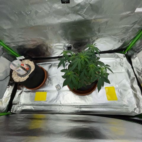 Grape Soda Auto - by KilliczGe growlog timeline photo