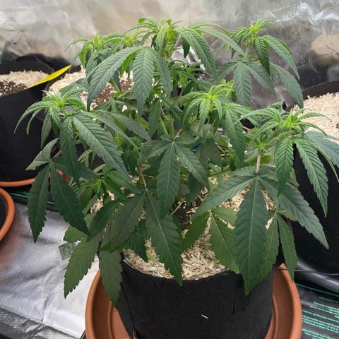 Grape Soda Auto - by KilliczGe growlog timeline photo