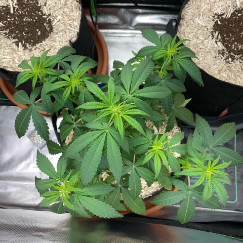 Grape Soda Auto - by KilliczGe growlog timeline photo