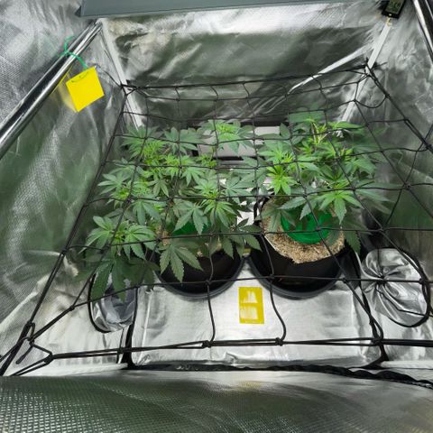 Critical Kush - GwJ Community Award Winning Celebration Grow Part 1 - The Winner - by KilliczGe growlog timeline photo