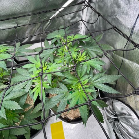Special Kush 1 - GwJ Community Award Winning Celebration Grow Part 2 -The Price - by KilliczGe growlog timeline photo