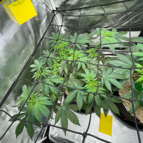 Critical Kush - GwJ Community Award Winning Celebration Grow Part 1 - The Winner - by KilliczGe growlog timeline photo