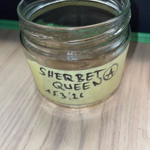 Sherbet Queen Auto by KilliczGe  growlog timeline photo