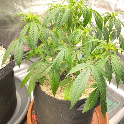 Grape Soda Auto - by KilliczGe growlog timeline photo