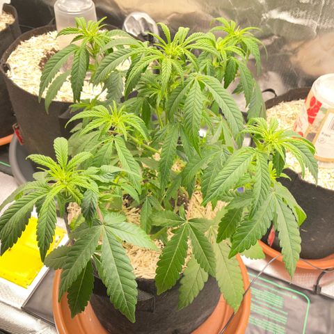 Grape Soda Auto - by KilliczGe growlog timeline photo