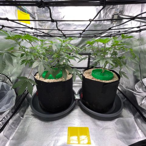 Critical Kush - GwJ Community Award Winning Celebration Grow Part 1 - The Winner - by KilliczGe growlog timeline photo
