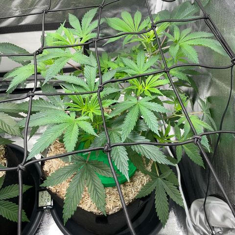 Special Kush 1 - GwJ Community Award Winning Celebration Grow Part 2 -The Price - by KilliczGe growlog timeline photo