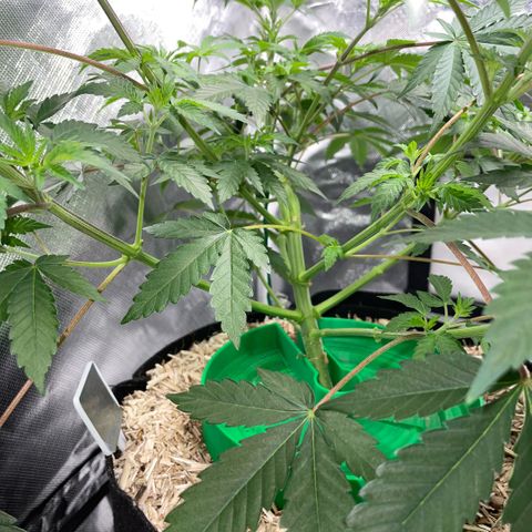 Critical Kush - GwJ Community Award Winning Celebration Grow Part 1 - The Winner - by KilliczGe growlog timeline photo