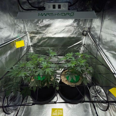 Critical Kush - GwJ Community Award Winning Celebration Grow Part 1 - The Winner - by KilliczGe growlog timeline photo