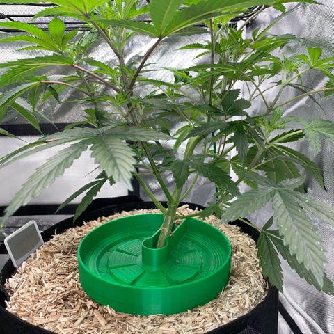 Special Kush 1 - GwJ Community Award Winning Celebration Grow Part 2 -The Price - by KilliczGe growlog timeline photo