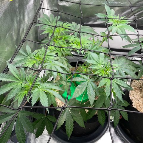 Critical Kush - GwJ Community Award Winning Celebration Grow Part 1 - The Winner - by KilliczGe growlog timeline photo
