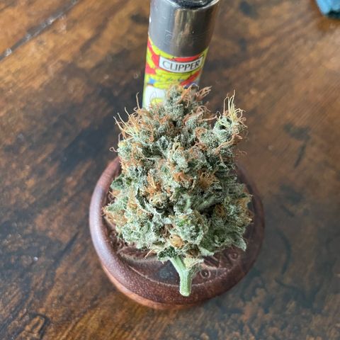 Big Bud 1 Klon 1 by KilliczGe growlog timeline photo