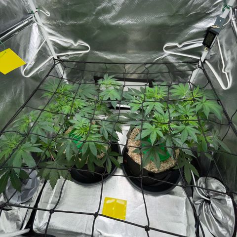 Critical Kush - GwJ Community Award Winning Celebration Grow Part 1 - The Winner - by KilliczGe growlog timeline photo