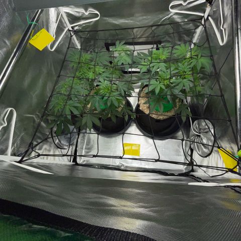 Critical Kush - GwJ Community Award Winning Celebration Grow Part 1 - The Winner - by KilliczGe growlog timeline photo