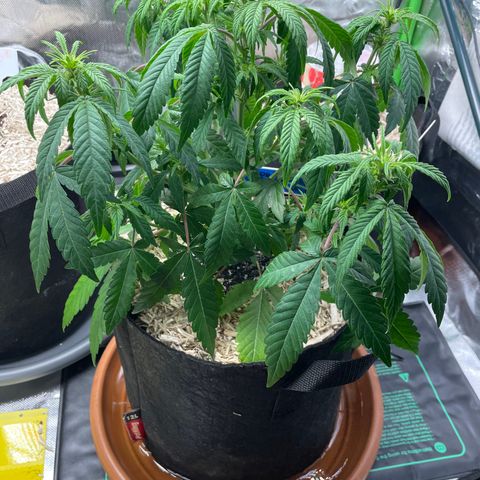 Grape Soda Auto - by KilliczGe growlog timeline photo