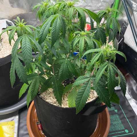 Grape Soda Auto - by KilliczGe growlog timeline photo