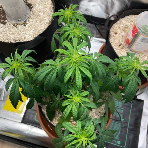 Grape Soda Auto - by KilliczGe growlog timeline photo