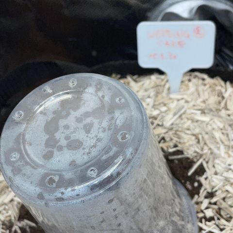 Wedding Cake Auto by KilliczGe growlog timeline photo