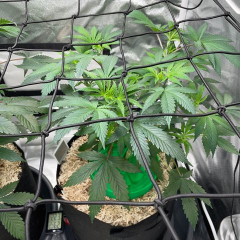 Special Kush 1 - GwJ Community Award Winning Celebration Grow Part 2 -The Price - by KilliczGe growlog timeline photo